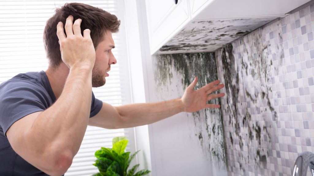 Mold – what you need to know