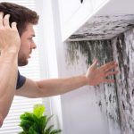 Mold – what you need to know